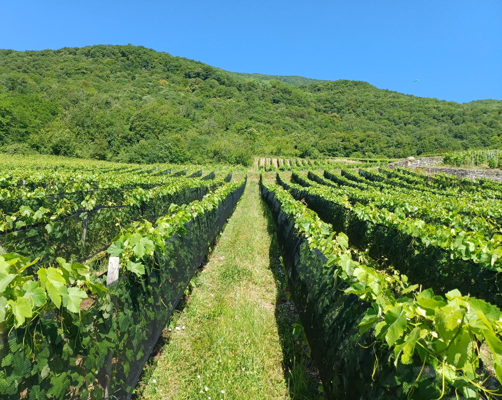 Rangs de vigne en pleine végétation entre deux faces de filet noir